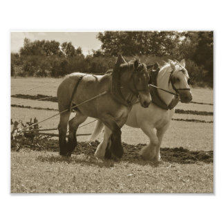 Impression Photo Ébauche de l'équipe de cheval en harnais