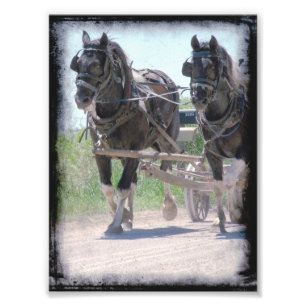 Impression Photo Ébauches amish fonctionnantes de Pinto