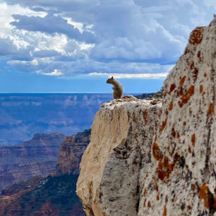 Impression Photo Écureuil au Grand Canyon National Park North Rim