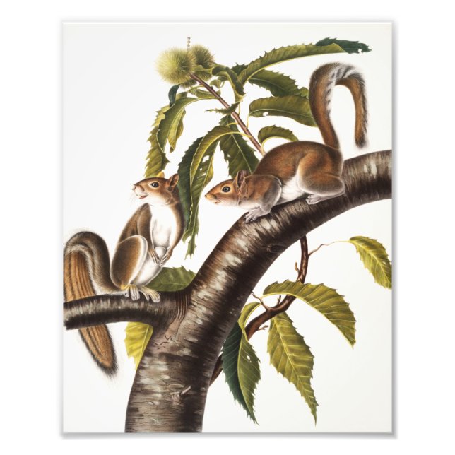 Impression Photo Écureuil gris de Caroline (Sciurus Carolinensis) (Devant)