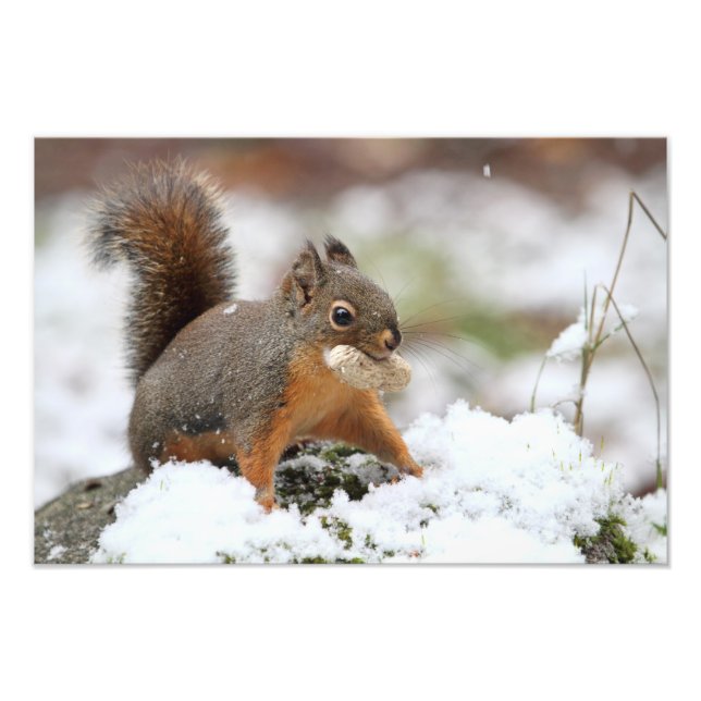 Impression Photo Écureuil mignon en neige avec cacahuète (Devant)