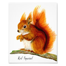 Écureuil rouge peint en aquarelle Art de la faune