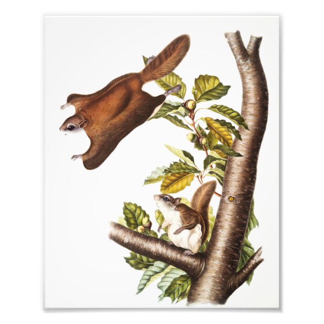 Impression Photo Écureuil volant de l'Oregon (Pteromys Origonensis) (Devant)