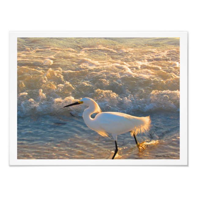 Impression Photo Egret au coucher du soleil sur la plage Imprimer (Devant)