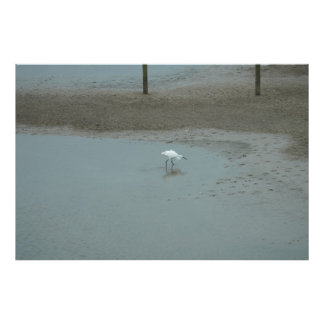Impression Photo Egret Wading