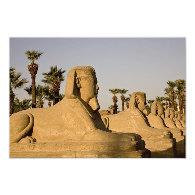 Impression Photo Égypte, Louxor. L'Allée des Sphinx mène à (Devant)