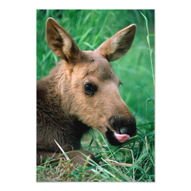 Impression Photo élan, Alces alces, veau allongé dans l'herbe, Kena (Devant)