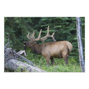 Impression Photo Élan bugling dans le parc national de Banff, Canad