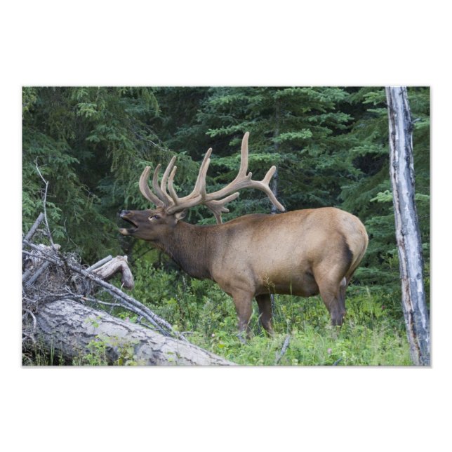Impression Photo Élan bugling dans le parc national de Banff, Canad (Devant)