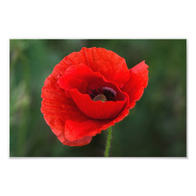 Impression photo - Élégance Coquelicot (Devant)