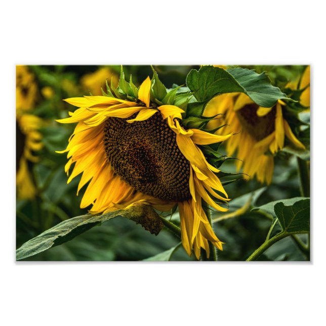 Impression photo Élégance Tournesol (Devant)