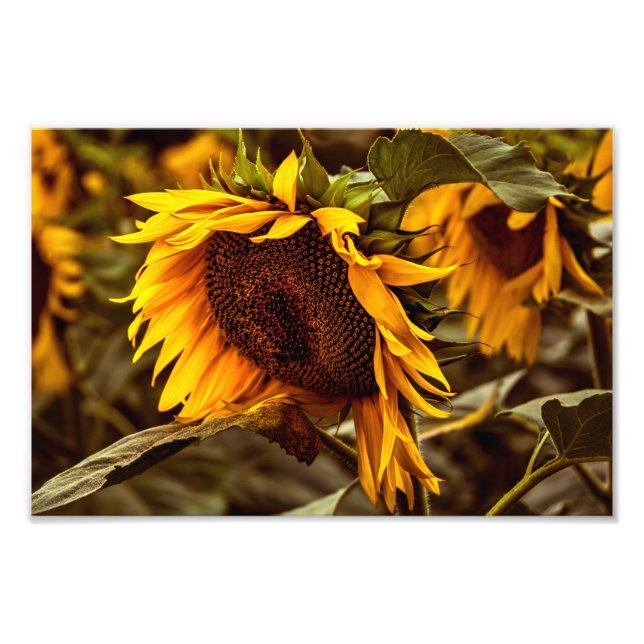 Impression photo Élégance Tournesol (Devant)