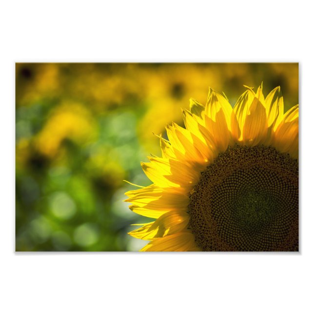 Impression photo Élégance Tournesol (Devant)