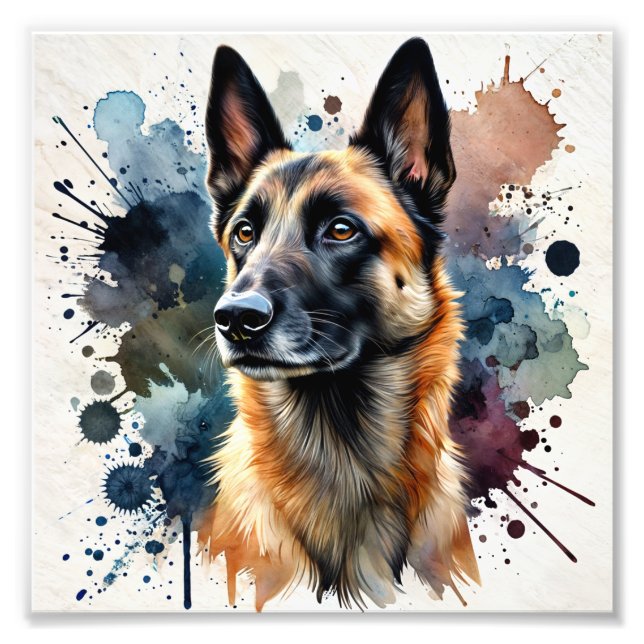 Impression Photo Elégant art d'aquarelle belge malinois (Devant)