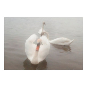 Impression Photo Élégantes aquarelles modernes Art Cygnes sur le Da
