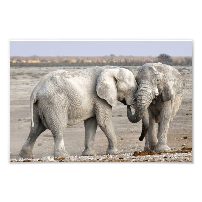 Impression Photo Eléphant (Devant)
