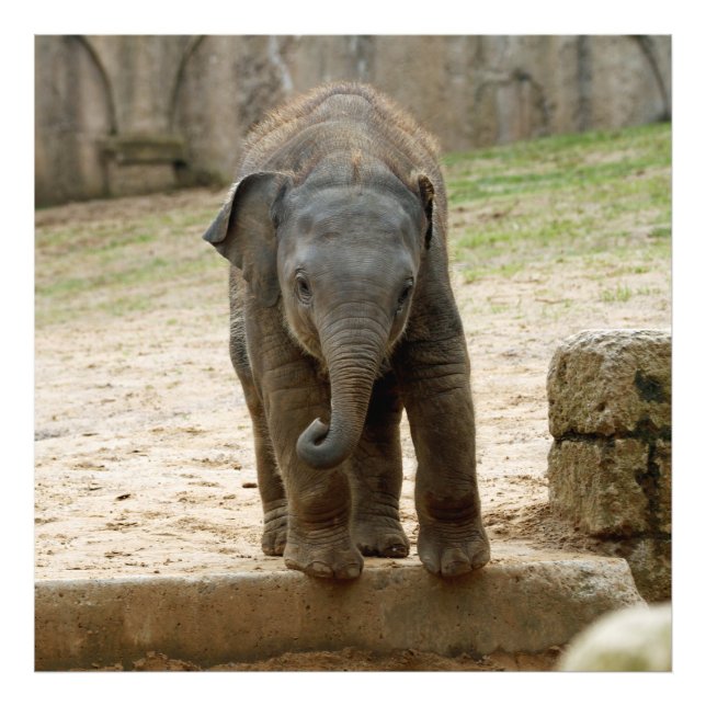 Impression Photo Elephant_20171101_by_JAMFoto (Devant)