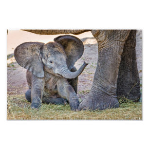Impression Photo Eléphant bébé