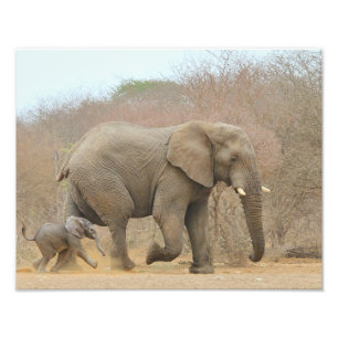 Impression Photo Elephant - Bébés animaux Belle