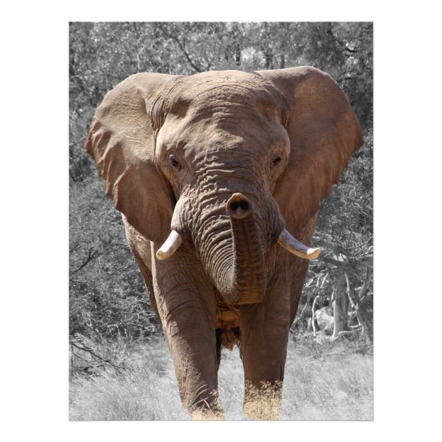 Impression Photo éléphant d'Afrique (Devant)