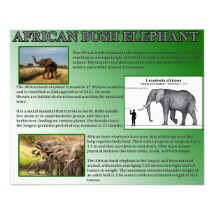 Impression Photo Eléphant de Bush en Afrique
