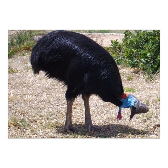 Impression Photo Éliminateur de bogues d'oiseaux de Cassowary, (Devant)