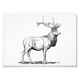 Impression Photo Elk