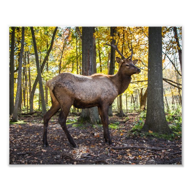 Impression Photo Elk à l'automne (Devant)