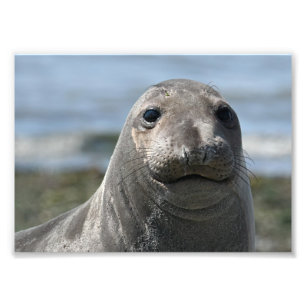 Impression Photo Elsie Mae Anacortes