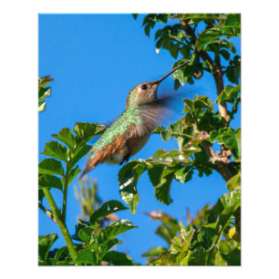 Impression Photo Emerald Flash : Colibri en Mouvement