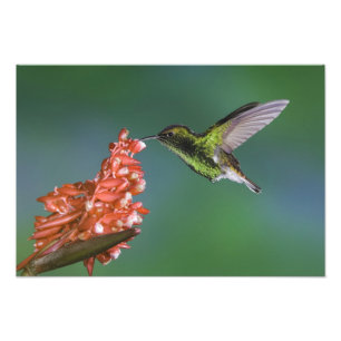 Impression Photo Émeraude à tête de cuivre, cupreiceps Elvira,