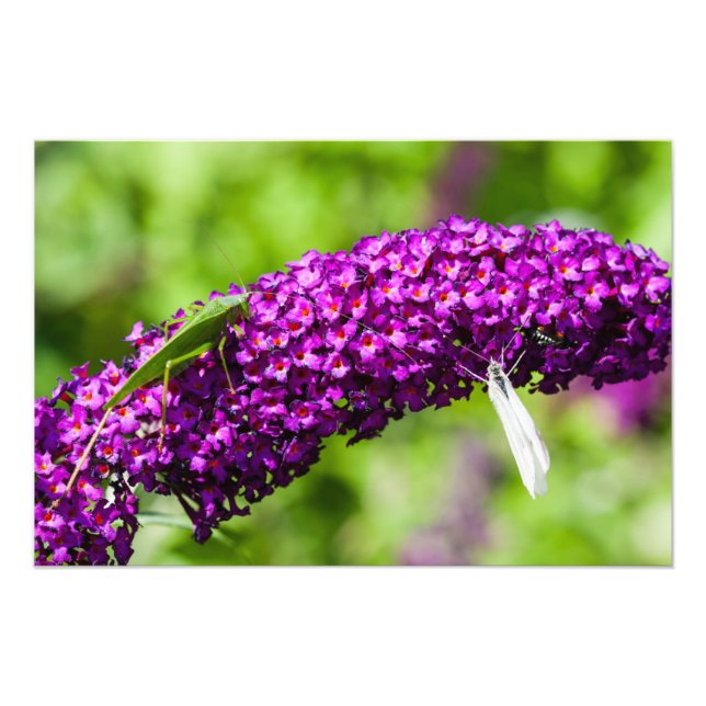 Impression Photo énergie katydone (Devant)