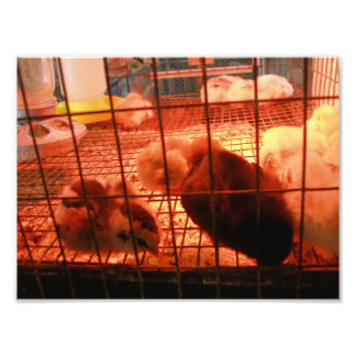 Impression Photo Enfants nés dans une cage d'incubation