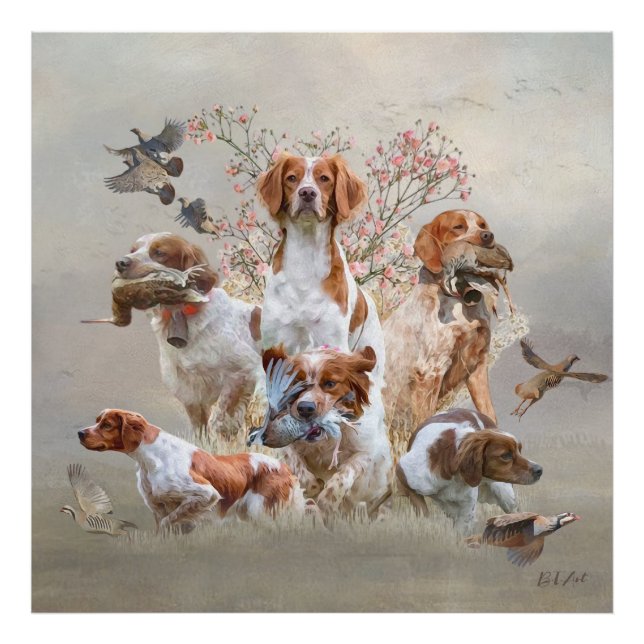 Impression Photo Epagneul Breton, Bretagne Espagne (Devant)