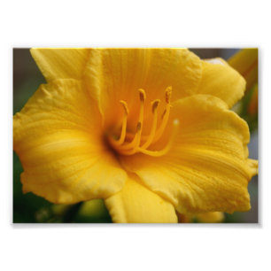 Impression Photo Épreuve photographique 5x7 jaune d'Elegent