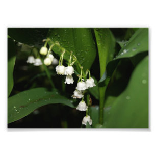 Impression Photo Épreuve photographique du muguet 5x7