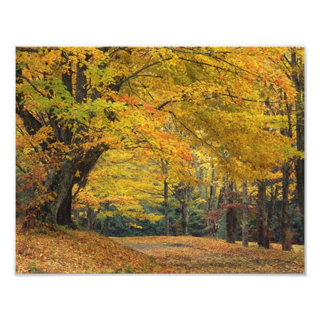 Impression Photo Érable d'automne surplombant une allée de campagne (Devant)