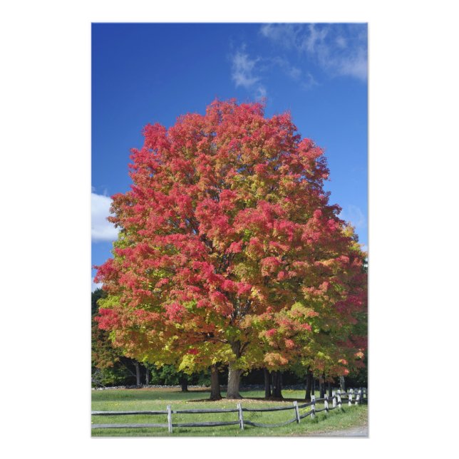 Impression Photo Érable rouge aux couleurs de l'automne, près de Co (Devant)