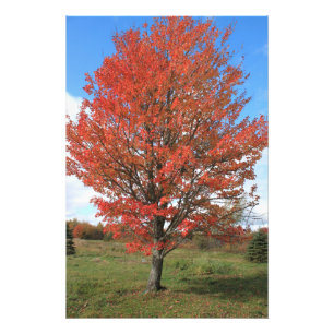 Impression Photo Érable rouge brûlant en automne