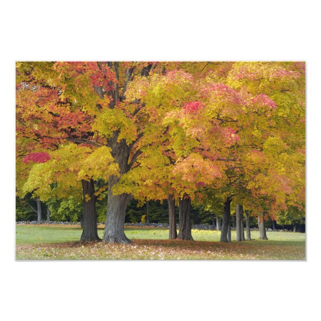 Impression Photo Érables en couleurs d'automne, près de Concord, (Devant)