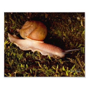 Impression Photo Escargot