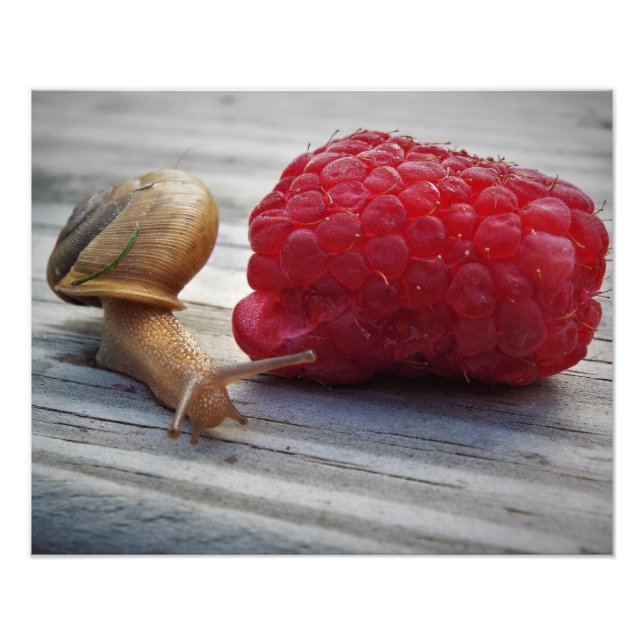 Impression Photo escargot (Devant)