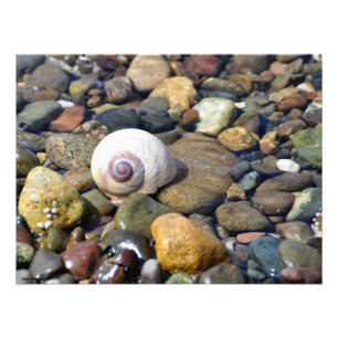 Impression Photo Escargot de lune 24X18 au parc d'état de Twanoh, a