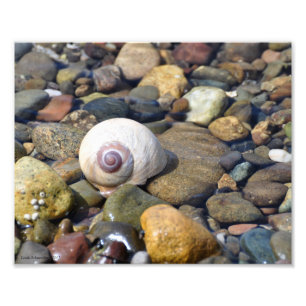 Impression Photo Escargot de lune Lounge sur la plage