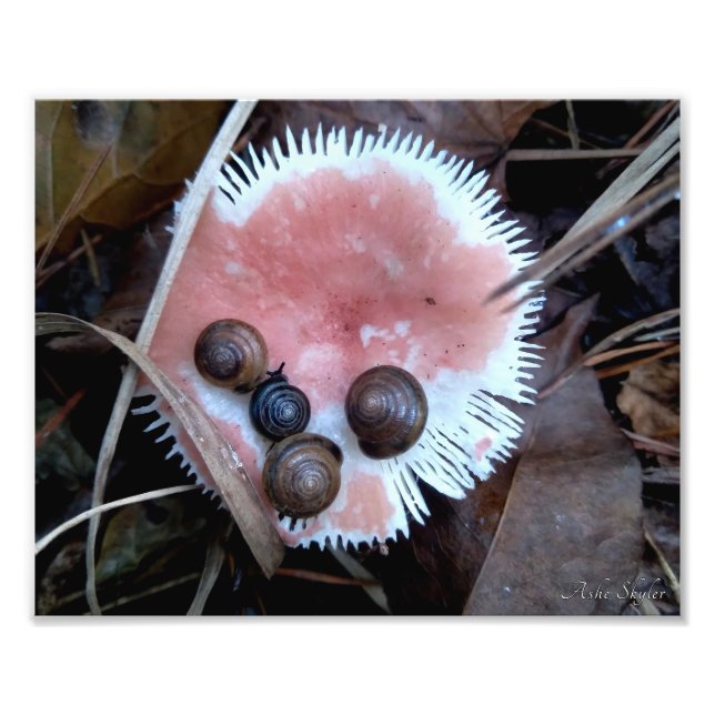 Impression Photo Escargots endormis (Devant)