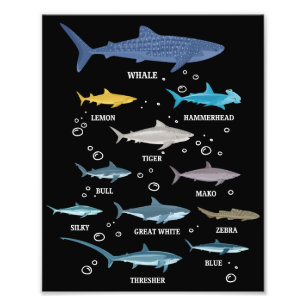 Impression Photo Espèces de requins Le requin fait face à la biolog
