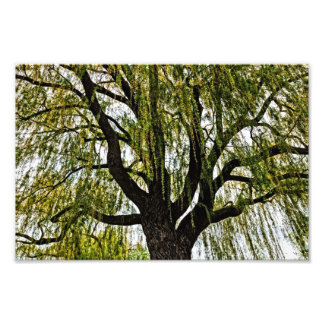Impression Photo espoir du printemps muet