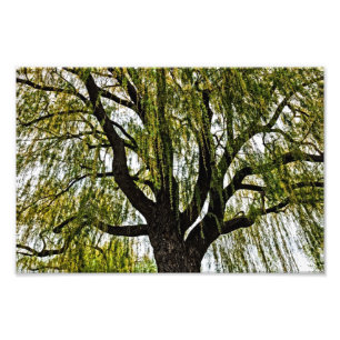 Impression Photo espoirs printaniers atténués