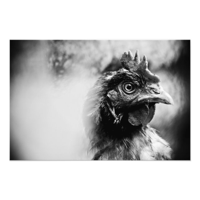 Impression Photo esprits et poulets 2 (Devant)