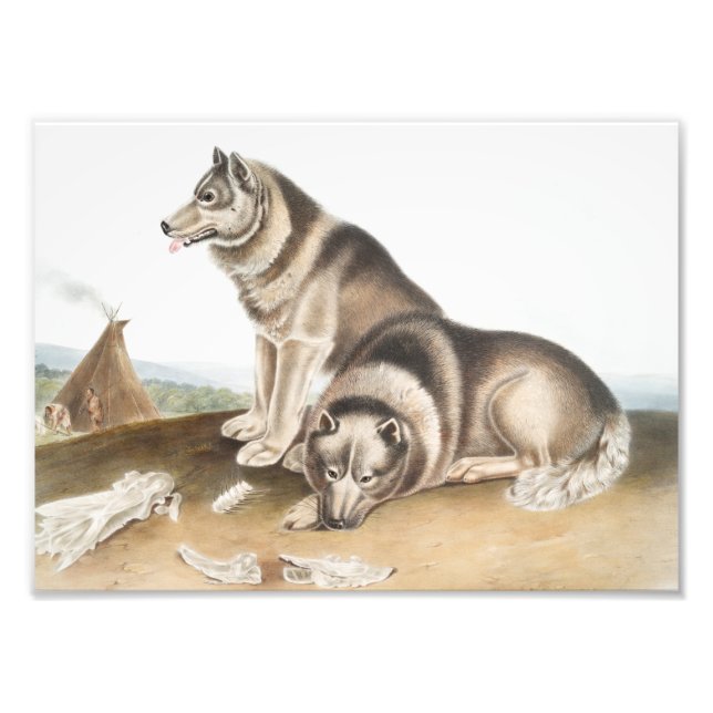 Impression Photo Esquimaux Chien (Canis familiaris) Illustration (Devant)